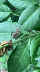 Acanthocephala terminalis