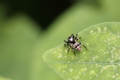 Euophryini