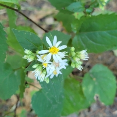 Eurybia