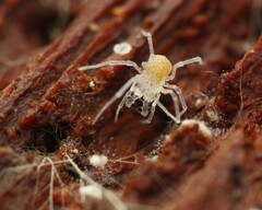 Holoscotolemon querilhaci