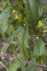 Oenothera parviflora