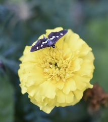 Desmia subdivisalis