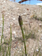 Equisetum ramosissimum