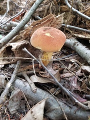 Boletus subvelutipes