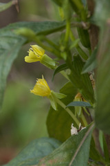 Oenothera parviflora