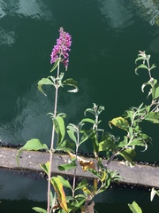 Buddleja