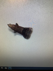 Eulogia ochrifrontella