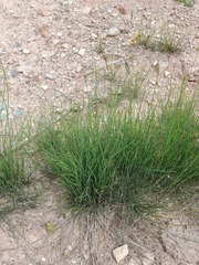 Equisetum ramosissimum