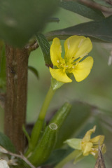 Oenothera parviflora