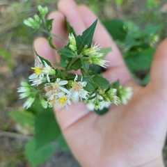Eurybia
