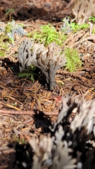 Clavulina cinerea
