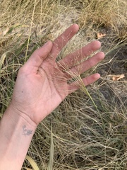 Sporobolus cryptandrus