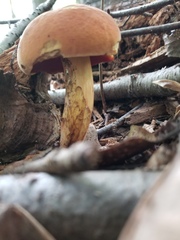 Boletus subvelutipes