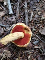 Boletus subvelutipes
