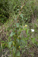 Oenothera parviflora