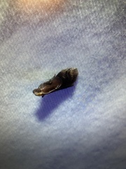 Eulogia ochrifrontella