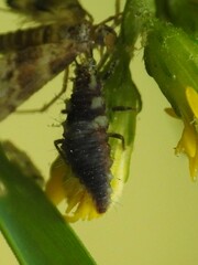 Chrysoperla rufilabris