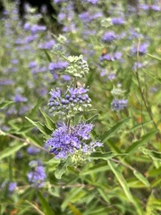 Caryopteris
