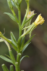 Oenothera parviflora