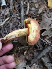 Boletus subvelutipes