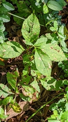 Collinsonia canadensis