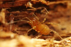 Holoscotolemon querilhaci