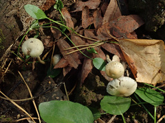 Protostropharia semiglobata
