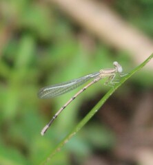 Argia fumipennis