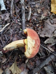 Boletus subvelutipes