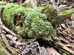 Leucobryum