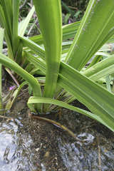 Sparganium erectum