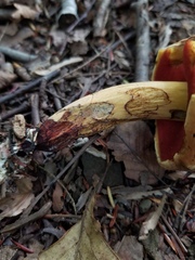 Boletus subvelutipes
