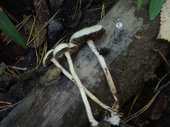 Protostropharia semiglobata