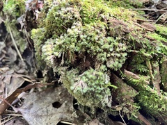 Leucobryum