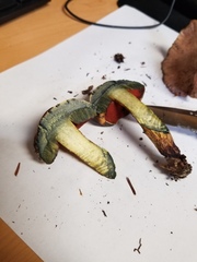 Boletus subvelutipes