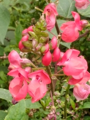 Phaseolus coccineus