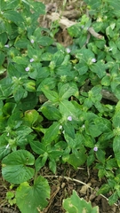 Elephantopus carolinianus