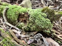 Leucobryum