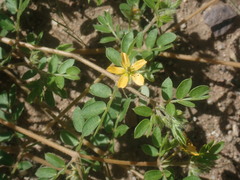 Kallstroemia