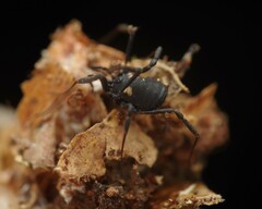 Nemastoma bimaculatum