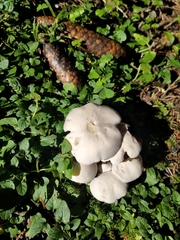 Leucocybe
