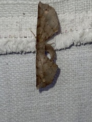 Parepisparis excusata