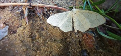 Idaea aversata