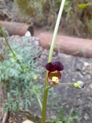 Scrophularia