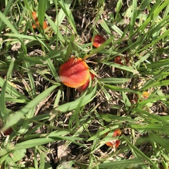 Hygrocybe miniata