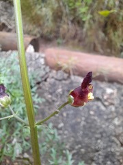 Scrophularia