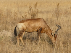 Alcelaphus buselaphus caama