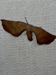 Parepisparis multicolora