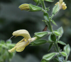 Salvia glutinosa