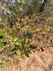 Ceanothus spinosus